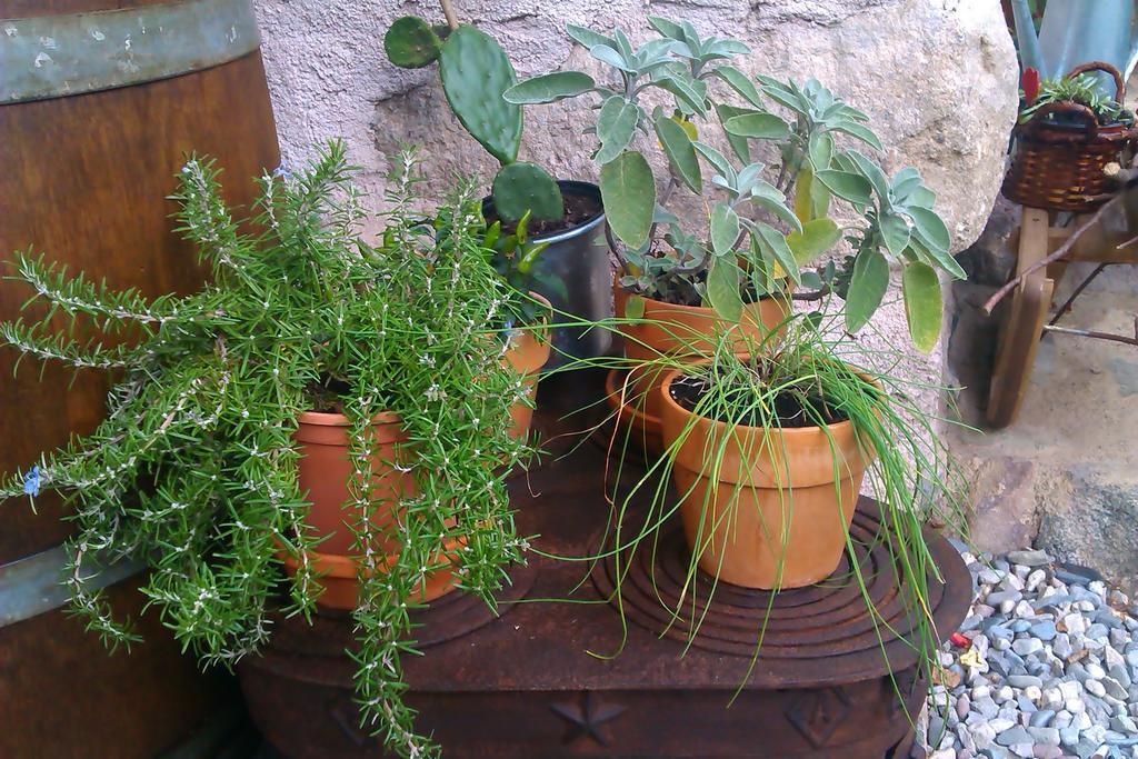 B&B Villa Ca'Praja Daone Dış mekan fotoğraf
