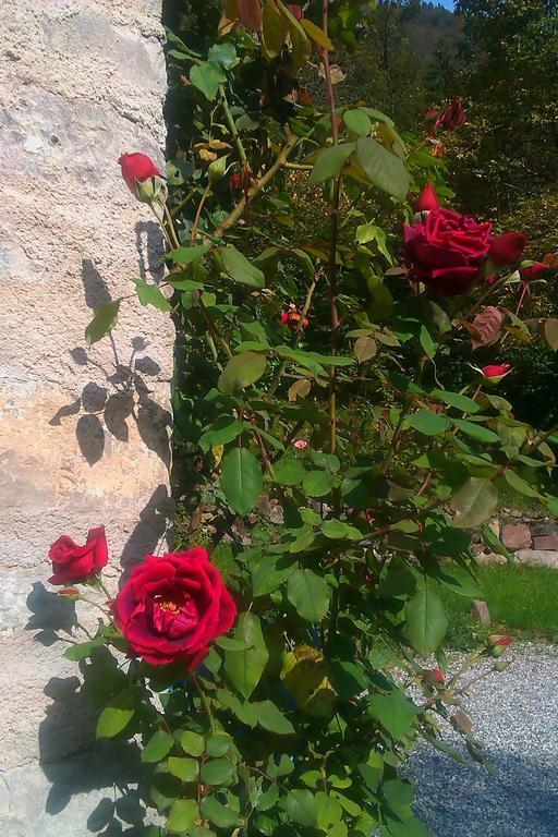 B&B Villa Ca'Praja Daone Dış mekan fotoğraf
